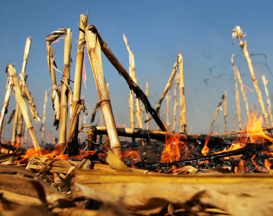 农村烧秸秆为何屡禁不止？ |　地球知识局