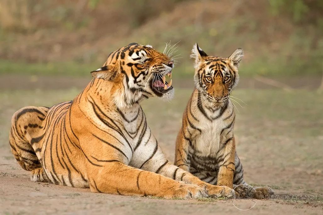 印度夫妻买下140000㎡荒地，倾家荡产就为了活命