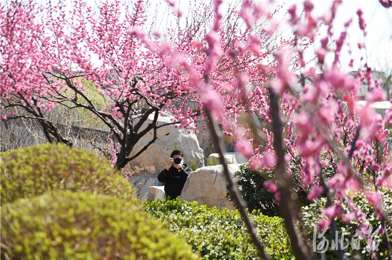 河北邯郸:磁县梅花绽放春意浓