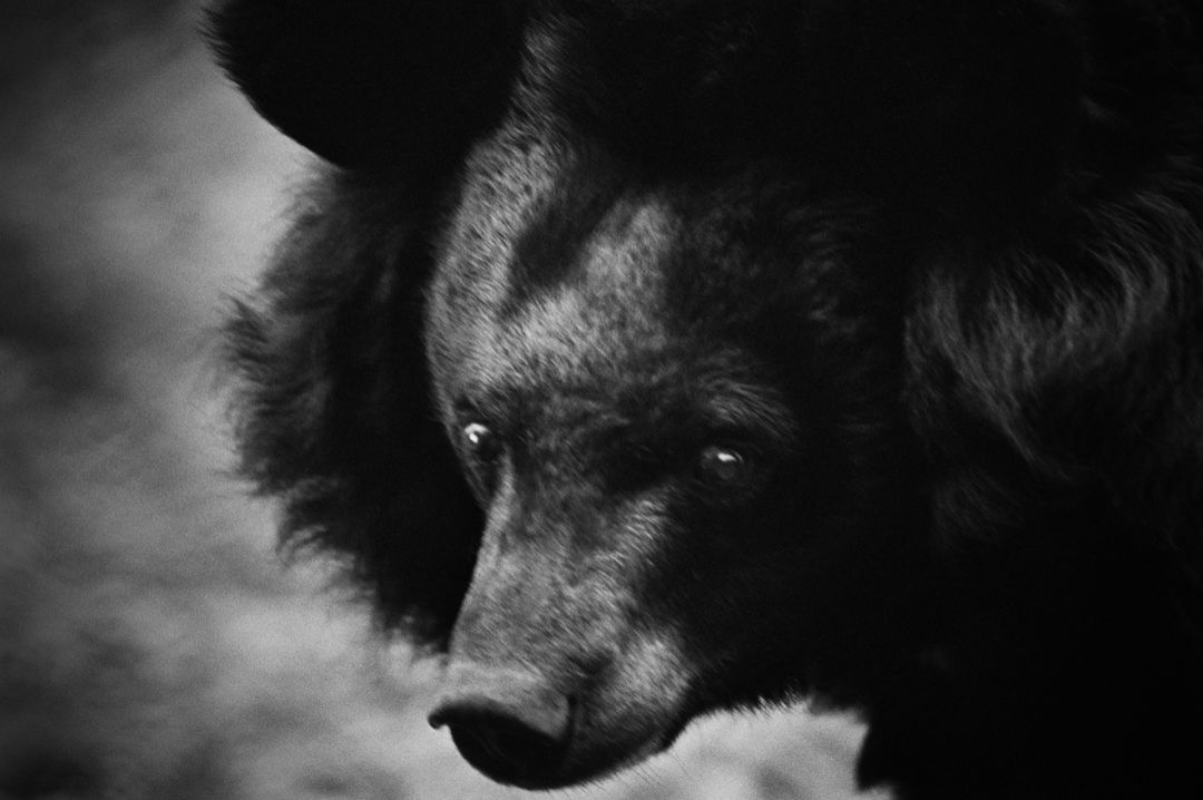 那些因人类的迷信娱乐贪婪，给野生动物带来的苦难