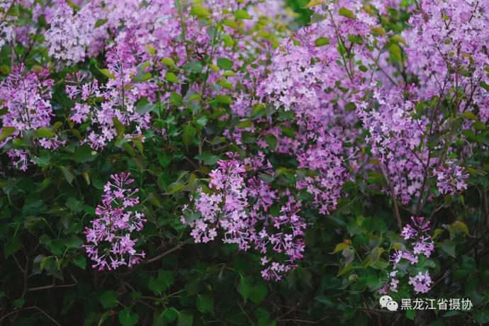 五月的鲜花，开遍龙江大地