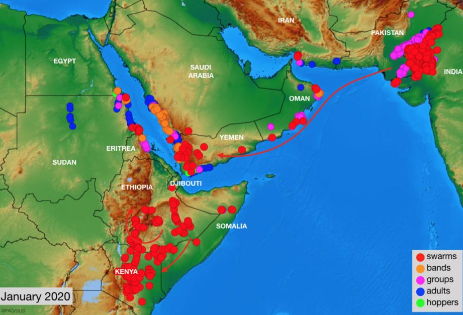 4000亿只，25年来最大蝗灾，市场三大影响