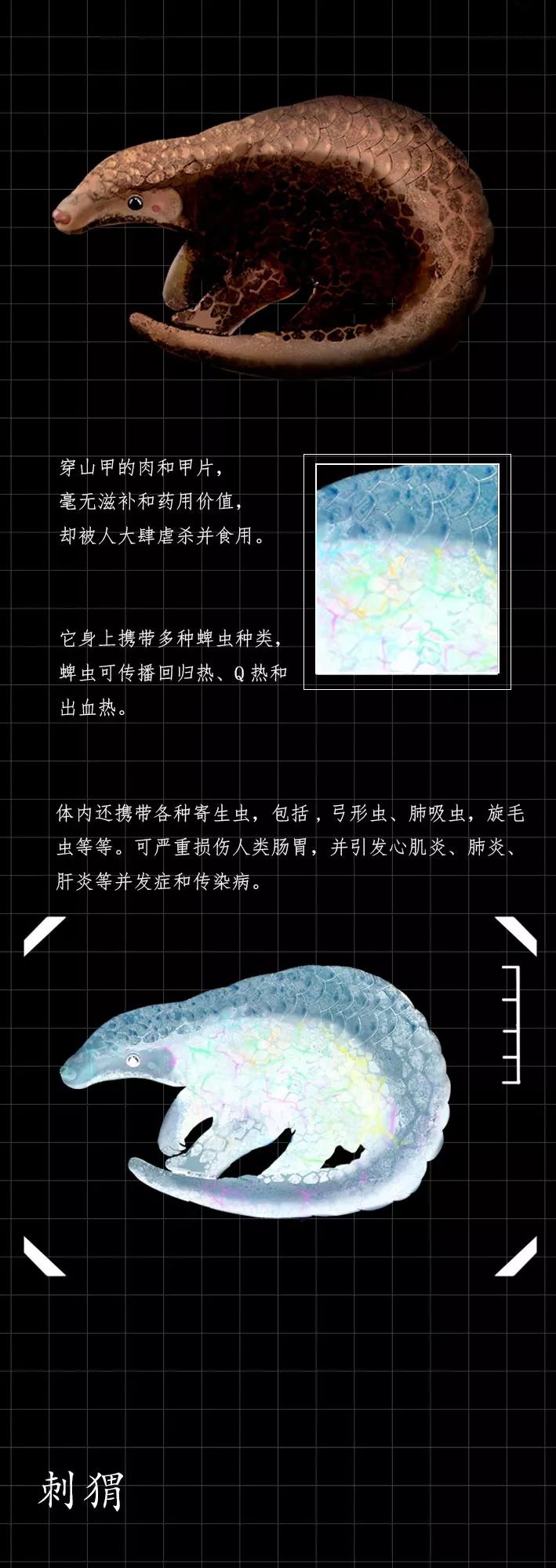 隐藏的「病毒携带者」曝光（赶紧举报）