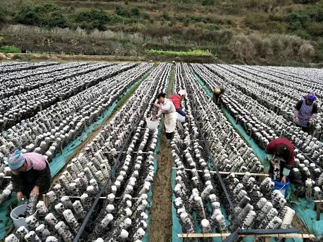 文山州富宁县