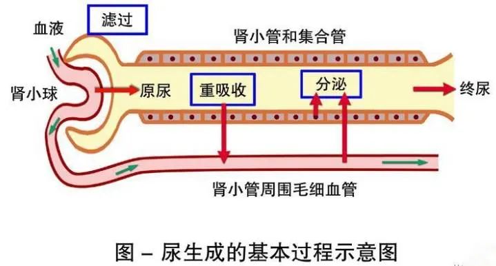 氨等代谢产物再次进入血液循环,通过排尿,排汗等途径排出体外,也就是
