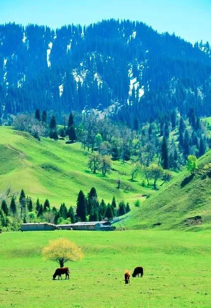 如果可以，一定要去新疆走一走，体会它的千种风情，万种风光（最新发布）