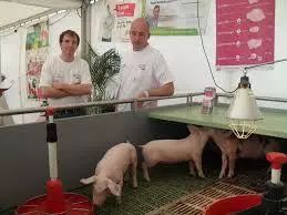 绞碎小鸡阉割小猪为口感好？法农业部长为动物发声