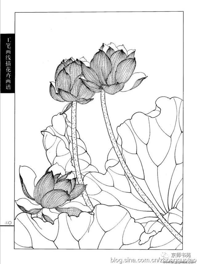 工笔画线描花卉画谱