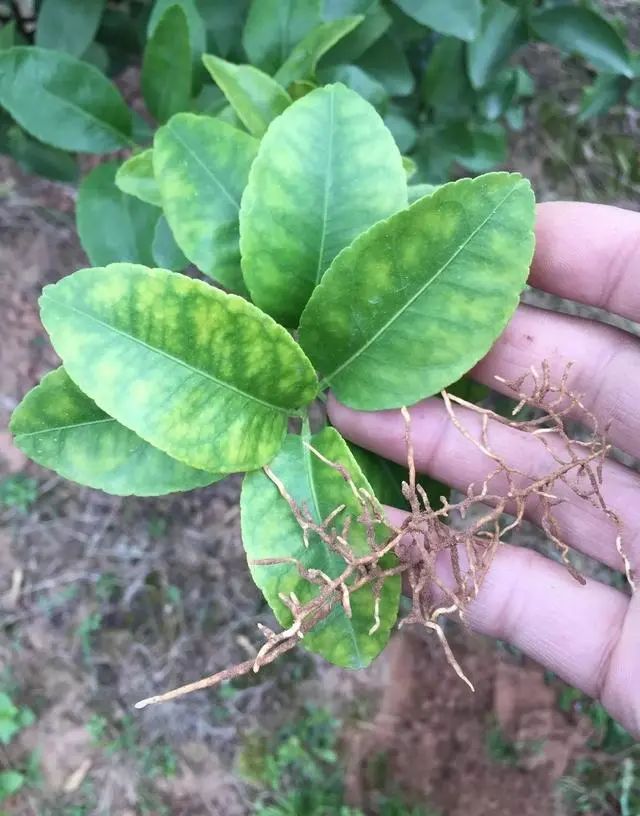 柑橘黄化18大原因分析