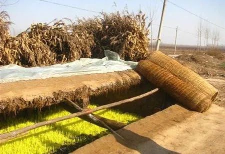 蒜黄韭黄、蒜苗蒜薹，难倒多少上街买菜的大老爷们