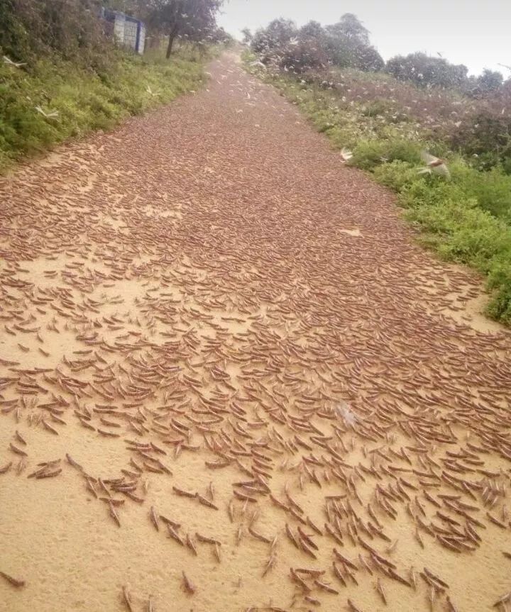 4000亿只，25年来最大蝗灾，市场三大影响