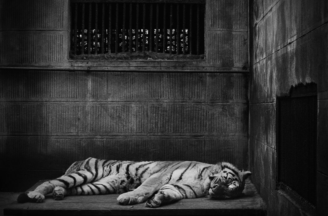 那些因人类的迷信娱乐贪婪，给野生动物带来的苦难