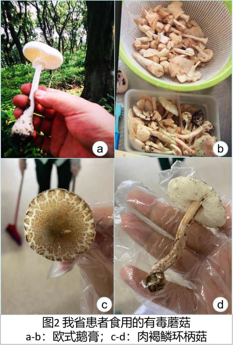 入夏以来,江苏出现近10起误食毒蘑菇中毒事件