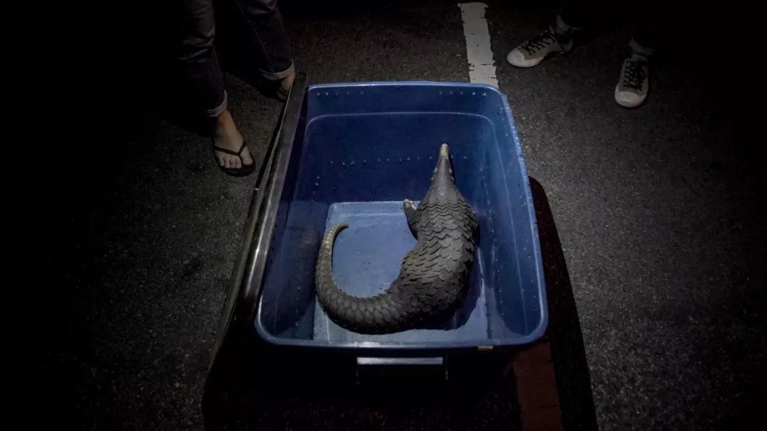 调查记者自述：全世界的穿山甲都在销往中国