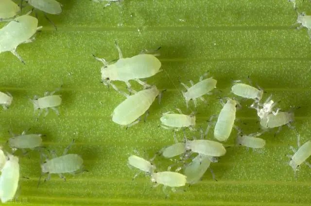 蔬菜害虫种类知识汇总|食叶害虫类,刺吸害虫类和地下害虫类