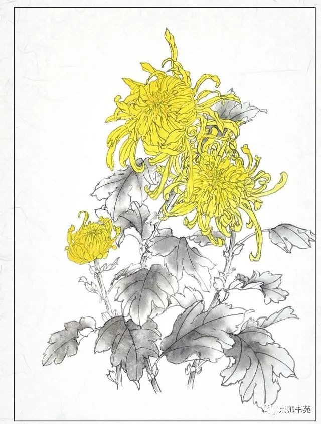 菊花工笔画法