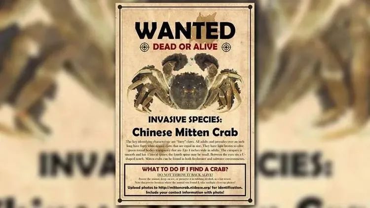 秋风起，美国又要严打大闸蟹了