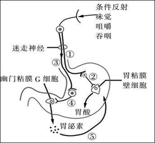 胃酸是指胃液中的分泌盐酸.