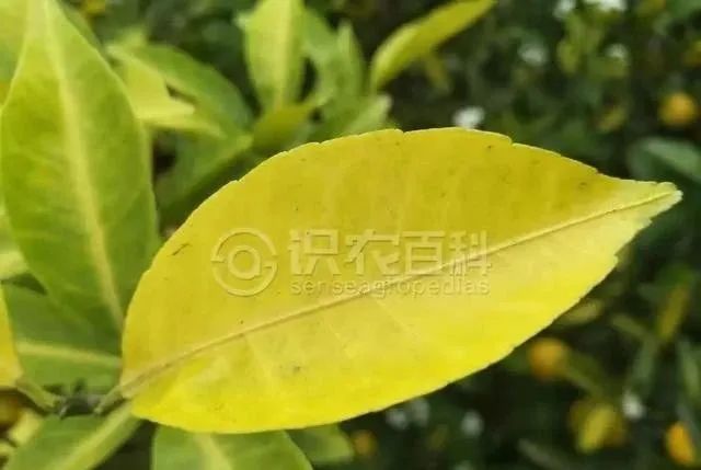 缺硫与缺氮 缺硫症状: 柑橘的缺素症状和缺硫症状是十分相似的,缺硫