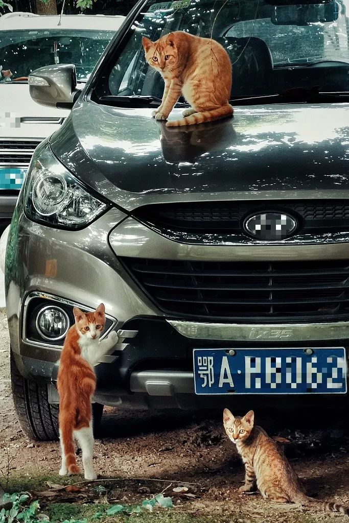 声音日记：天气晴，今天是我染上新冠肺炎的第8天