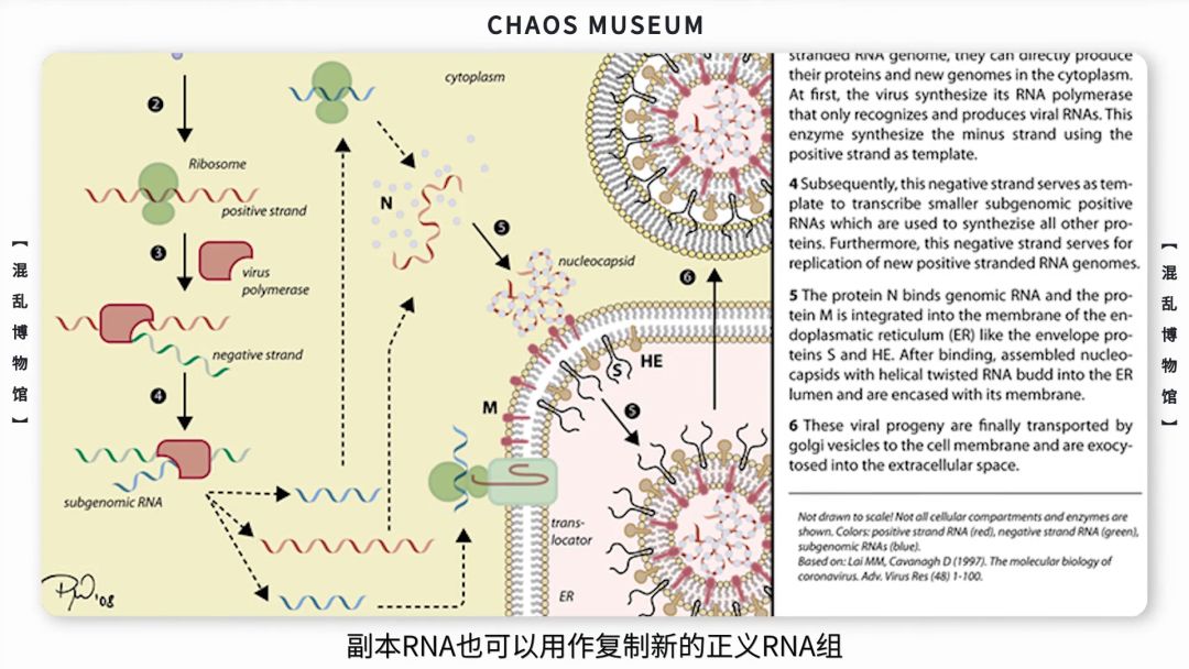 病毒是如何欺骗你的| 混乱博物馆