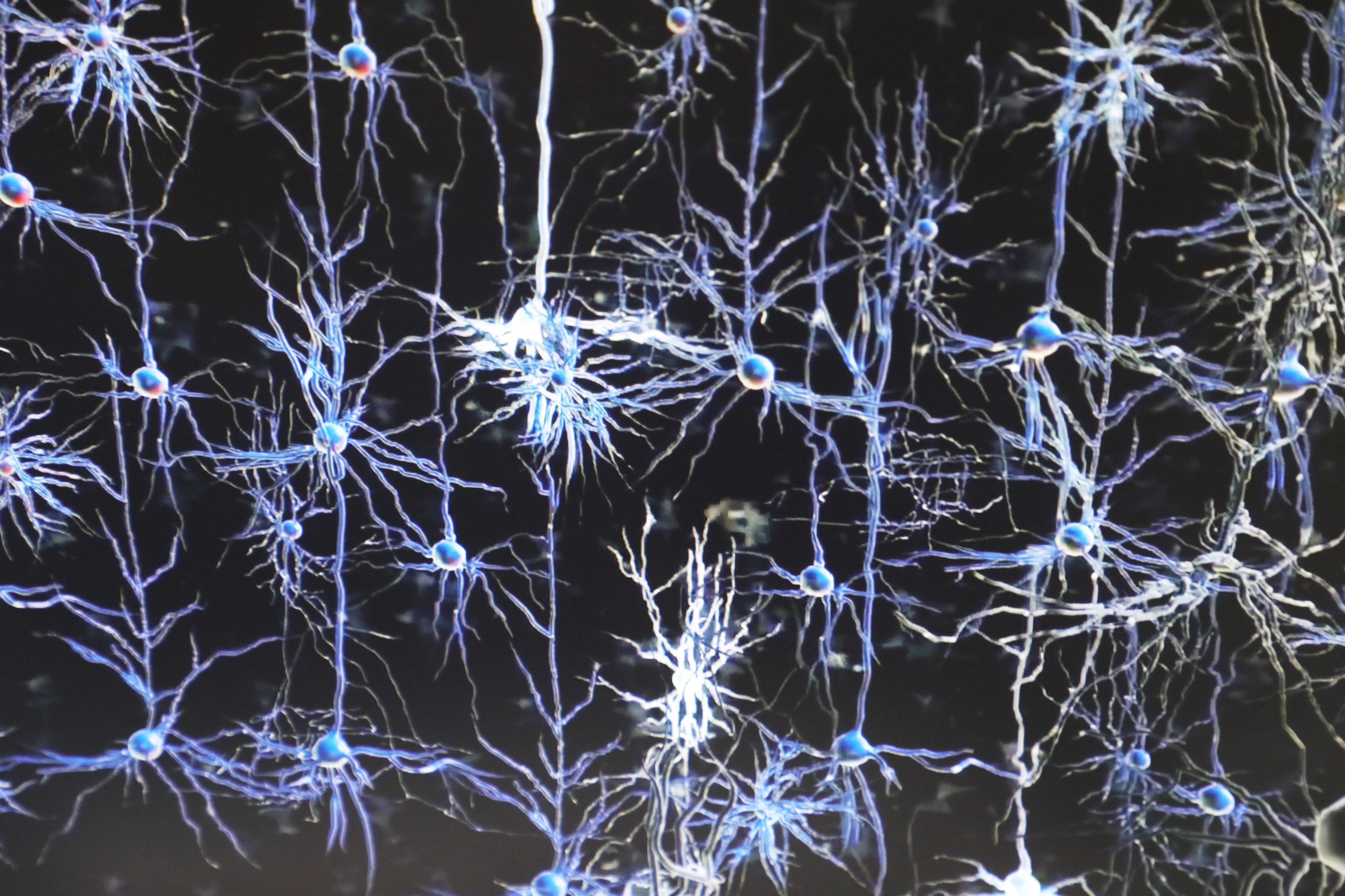 大脑内神经元网络真实形态的图像模型.