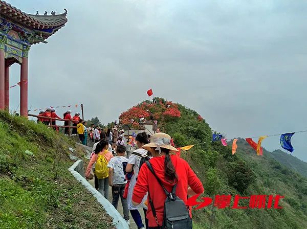 网约湘游|沅陵九龙山风景区:杜鹃花开漫山红