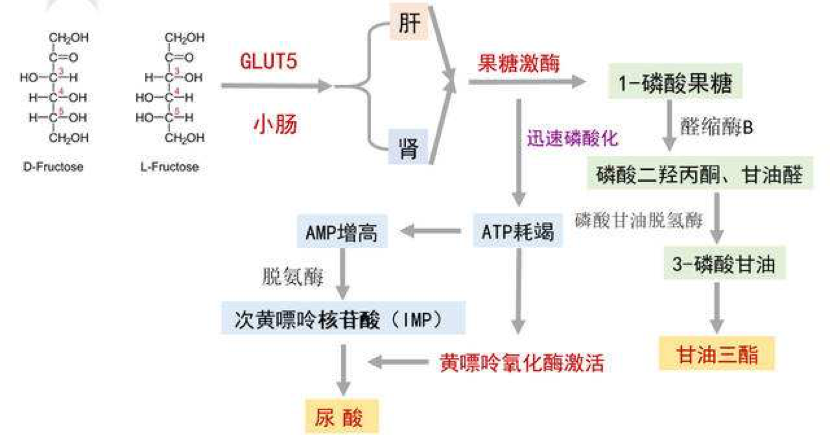 果糖摄入量与高尿酸血症有何关系