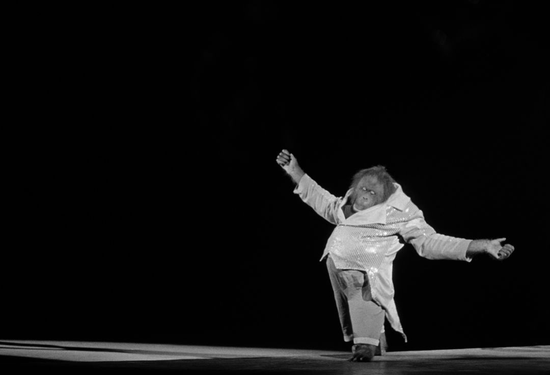 那些因人类的迷信娱乐贪婪，给野生动物带来的苦难