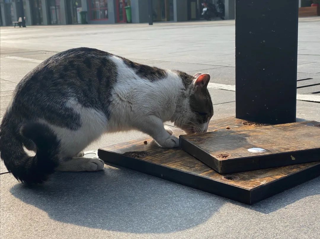 逆行四十日，香港摄记的武汉故事