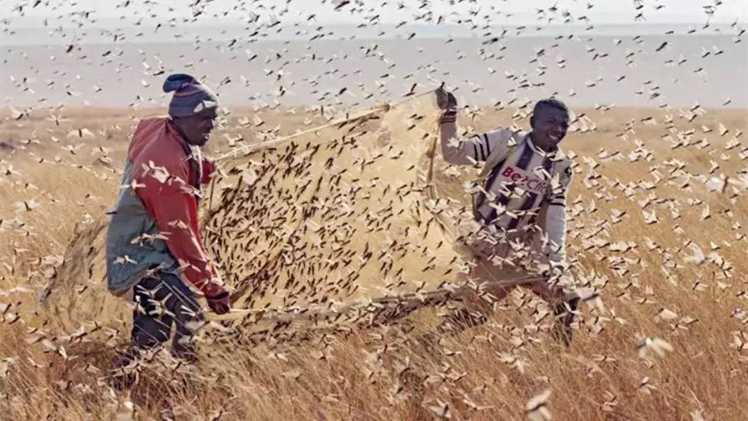 4000亿只，25年来最大蝗灾，市场三大影响