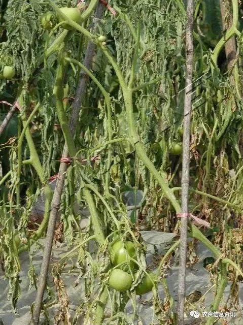 番茄青枯病—上部症状