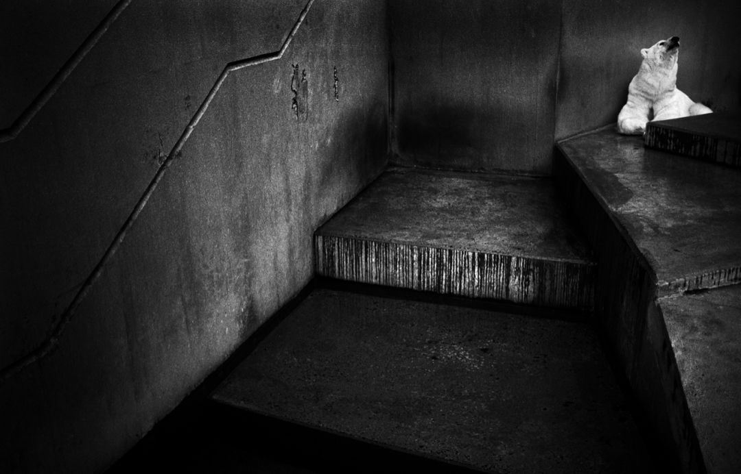 那些因人类的迷信娱乐贪婪，给野生动物带来的苦难