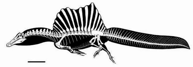 棘龙spinosaurus aegyptiacus的骨骼重建图,下方比例尺代表1米