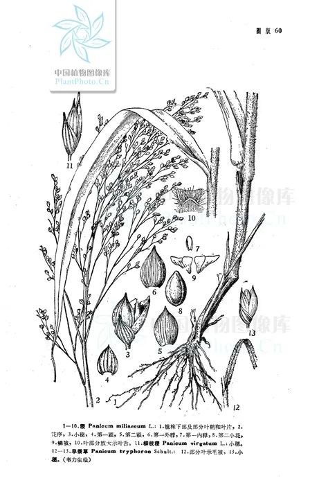 “我五谷不分。”“没关系，大家都分不清。”