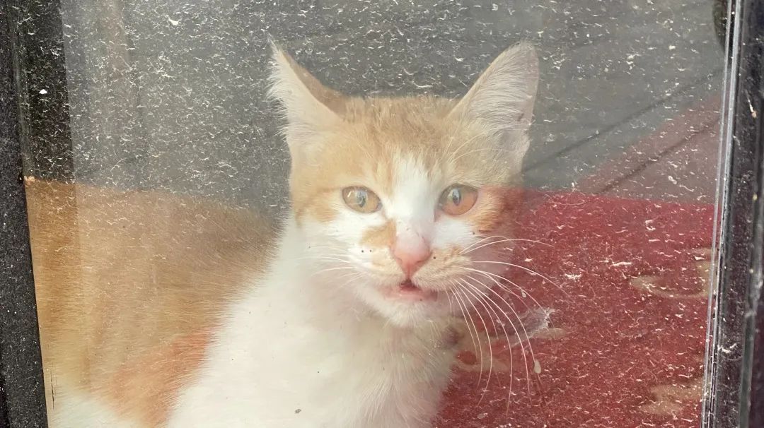 逆行四十日，香港摄记的武汉故事