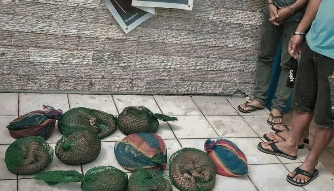 调查记者自述：全世界的穿山甲都在销往中国