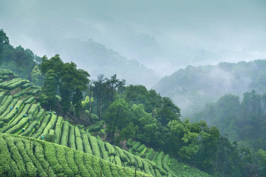为什么中年人对各种茶欲罢不能