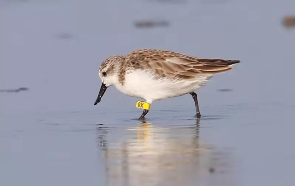 立法了！广东禁止滥食和交易野生动物