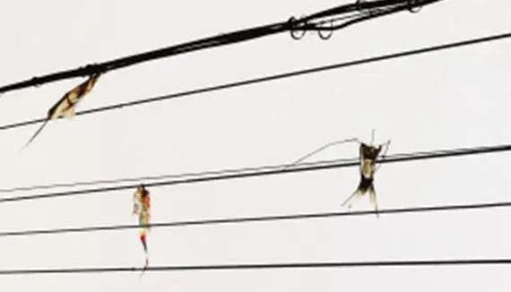 巴西球员放风筝触电身亡！生前是公认的超新星