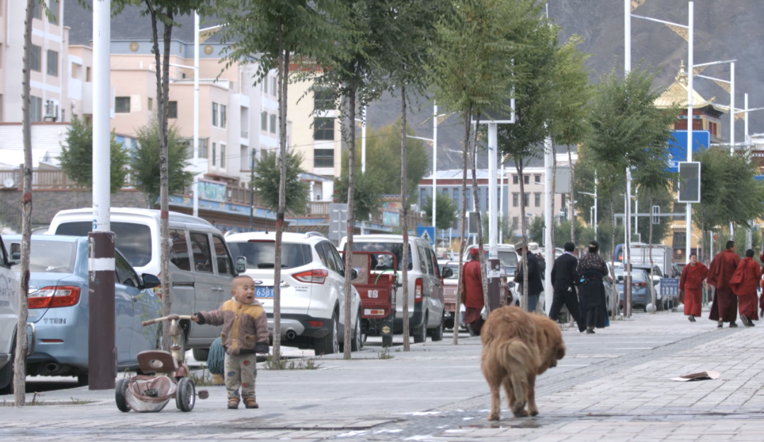藏獒经济后遗症：当流浪狗多到开始伤人该怎么办