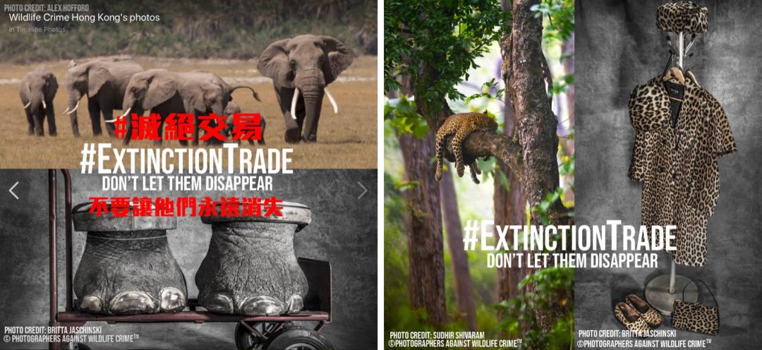 那些因人类的迷信娱乐贪婪，给野生动物带来的苦难