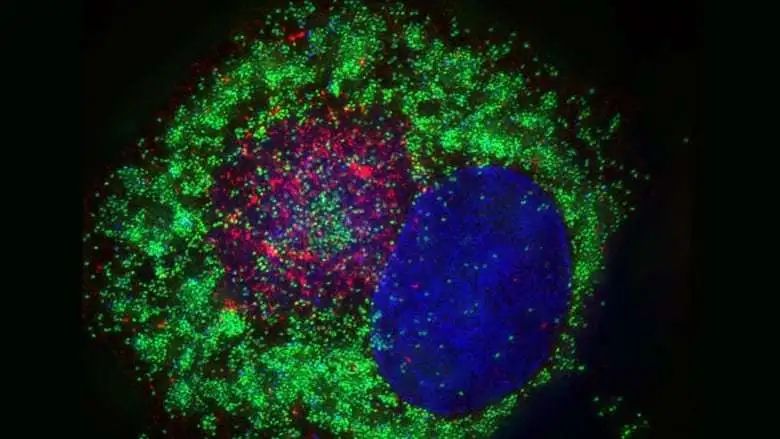 造一个病毒有多难｜大象公会