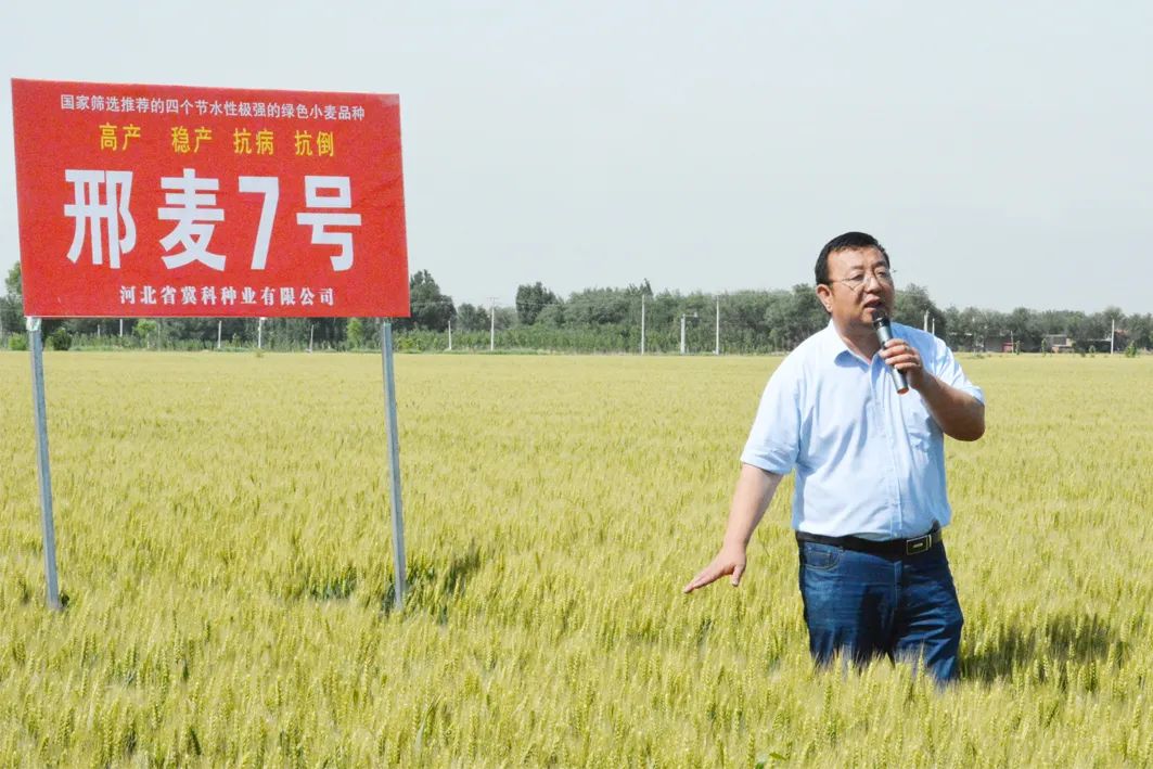 "黄淮麦区北片节水性较好的绿色小麦品种之一,在足墒播种,春浇一水的