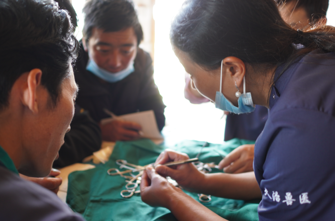 藏獒经济后遗症：当流浪狗多到开始伤人该怎么办