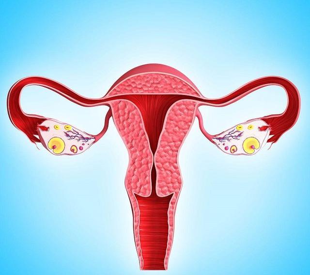 子宫是胎儿的"房间",女性子宫构造是什么样的,你清楚吗?