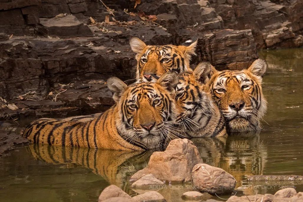 印度夫妻买下140000㎡荒地，倾家荡产就为了活命