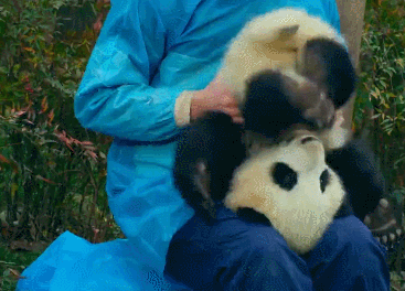 为了学四川话，这个日本姑娘拼了