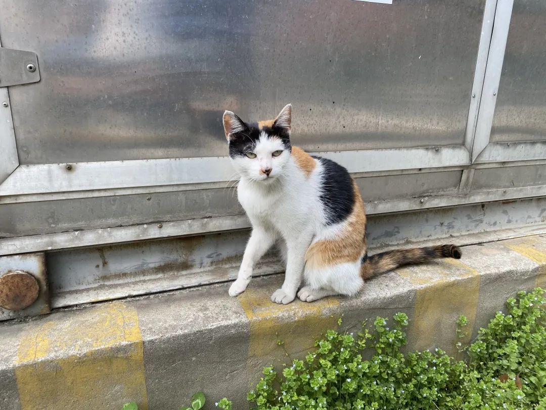 逆行四十日，香港摄记的武汉故事