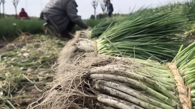 四川2000亩白葱因疫情滞销,菜农亏得哭,无奈打除草剂当草拔